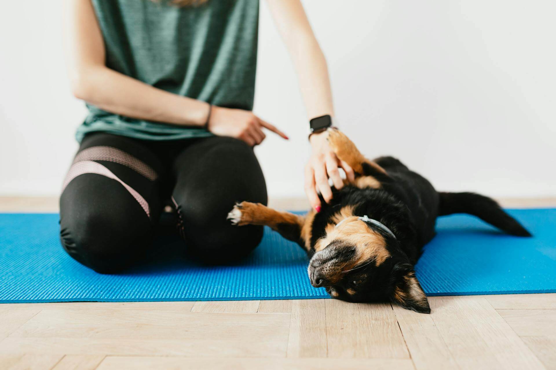 Keep Your House Clean with Pets- trendyfuss.com